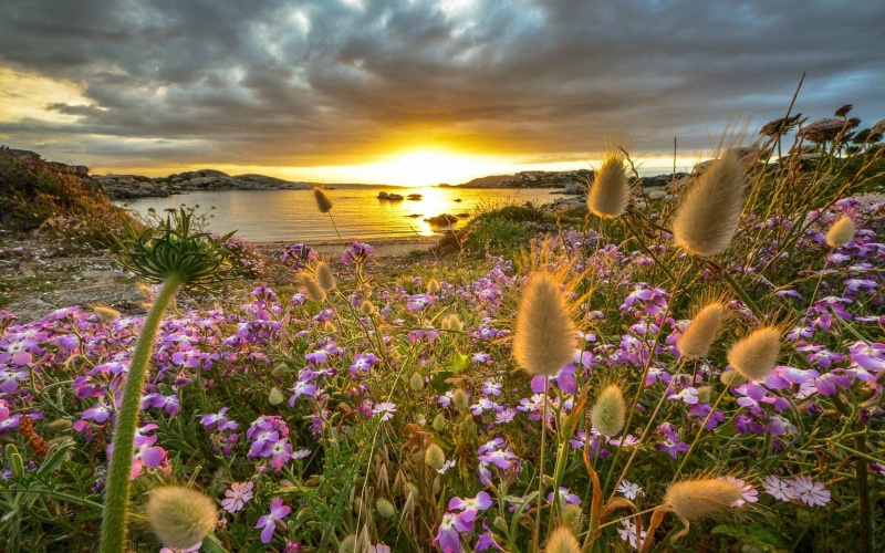 beauty in nature, cloud - sky, sardinia, 4K, outdoors, wildflowers, tranquility, tranquil scene, freshness, sky, vulnerability, sea, rocks, purple, land