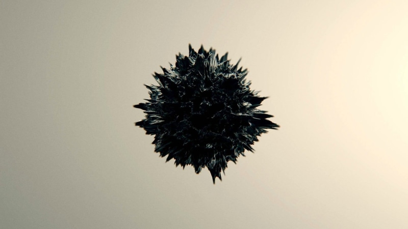 no people, food and drink, black, nature, plant, abstract, studio shot, animal wildlife, food, spiky, white background, minimalism, sea urchin