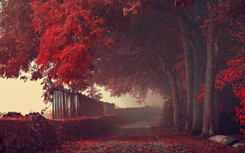 leaves, plant part, yellow, landscape, vibrant Color, light - Natural Phenomenon, scenics, path, sunlight, growth, lush Foliage, tree trunk, october, red