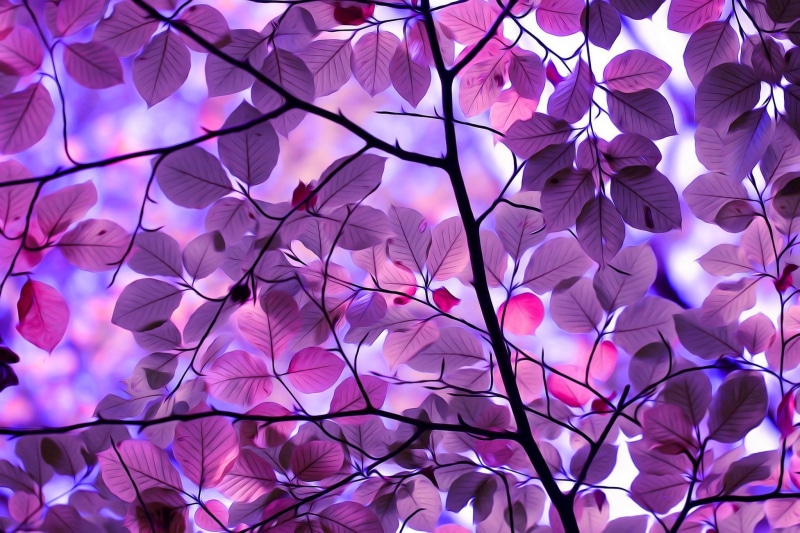 nature, 1080P, leafed, purple, botany, design, indoors, flowering, digital art, full frame, abstract, low angle view, tree, ornate, photo, multi Colored