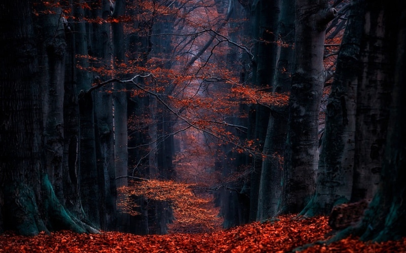 woodland, fog, tree Trunk, non-Urban Scene, mist, vibrant Color, orange Color, nature, branch, forest, color Image, autumn, red, season, land, dark, photography