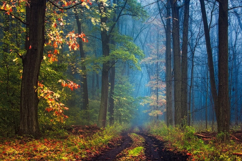 trees, road, gold Colored, tree, leaves, single Lane Road, autumn, sunbeam, leaf, beauty In Nature, landscape, light - Natural Phenomenon, multi Colored
