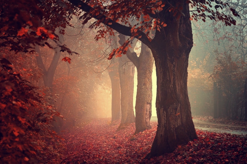 light - Natural Phenomenon, tree trunk, magic, sunrise - Dawn, trunk, plant, day, mist, growth, autumn collection, fall, landscape, autumn, tranquil Scene