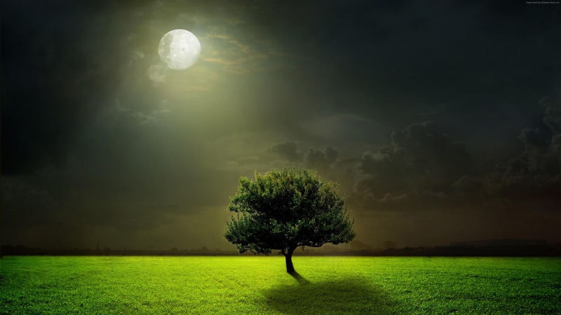 meadow, moonlight, moon, lone tree, tree, grasslaned, night sky, dark, 4K, clouds, field, sky, grass, full moon, night, lonely tree, darkness, moonlit
