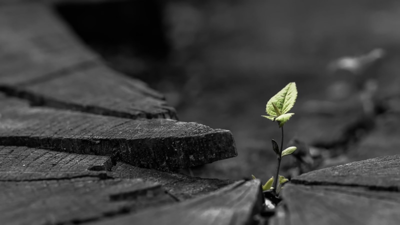 flowering plant, green, depth of field, beauty in nature, wood - material, plant, fragility, outdoors, rock, color, plant part, selective coloring, seedling
