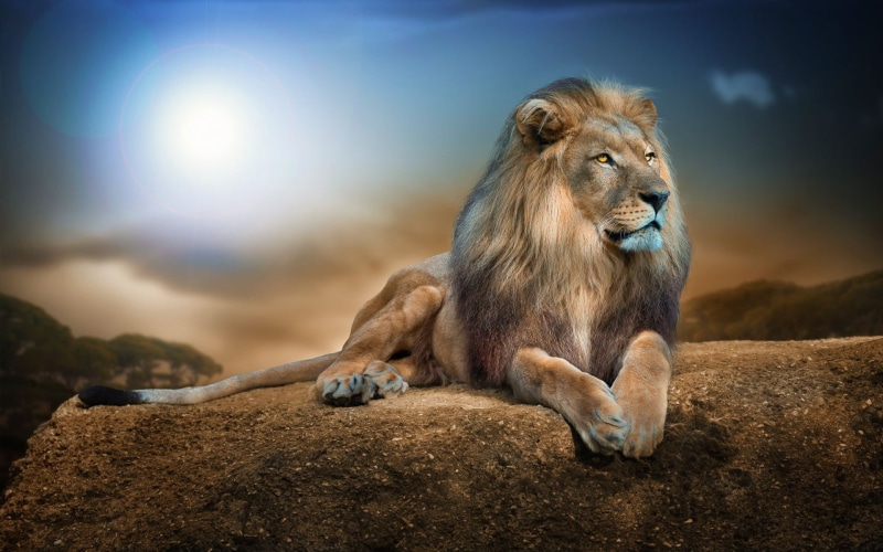 lion - feline, wildlife, animal themes, big cats, cat, mammal, vertebrate, animals in the wild, looking away, focus on foreground, animal wildlife, one animal