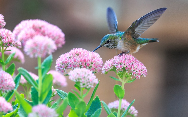 ultra, hd, tablet, k, tv, hummingbirds, flowers, phones, desktop, 4K, laptop, pink, mobile