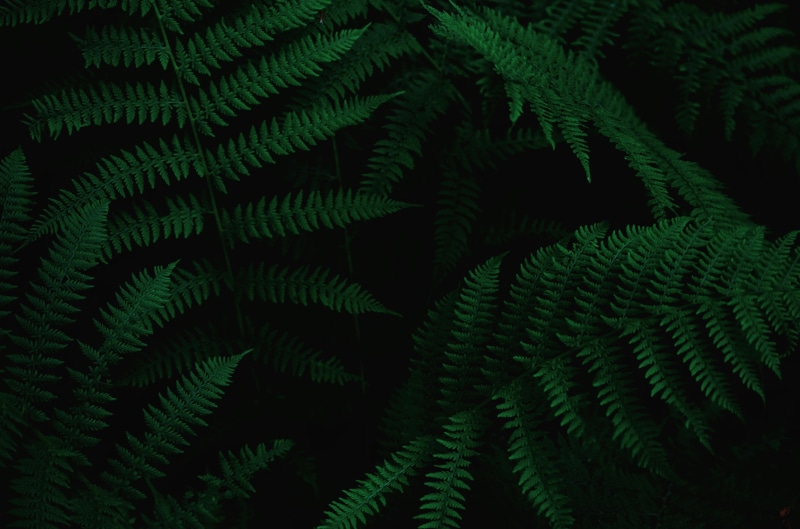 tropical Rainforest, forest, leafe, shadow, backgrounds, rainforest, green Color, no People, ferns, frond, pattern, summer, outdoors, beauty In Nature