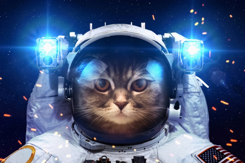 futuristic, mammal, camera - Photographic Equipment, caucasian Ethnicity, virtual Reality Simulator, cyborg, digital composite, the suit, science, 5K