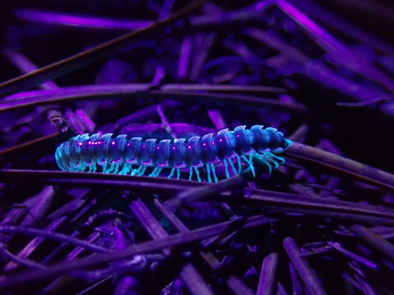 sea, animal wildlife, 4K, underwater, sea life, invertebrate, undersea, close-up, fluorescent, no people, one animal, night, ultraviolet, tank, glow, animal themes