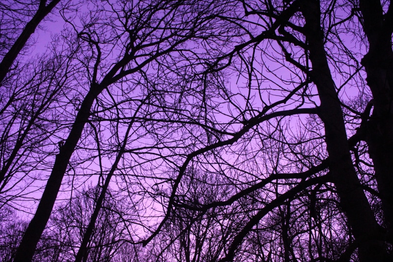 united kingdom, uv, bury saint edmunds, 5K, nature, lens, full frame, no people, scenics - nature, tranquility, low angle view, purple, twigs, beauty in nature