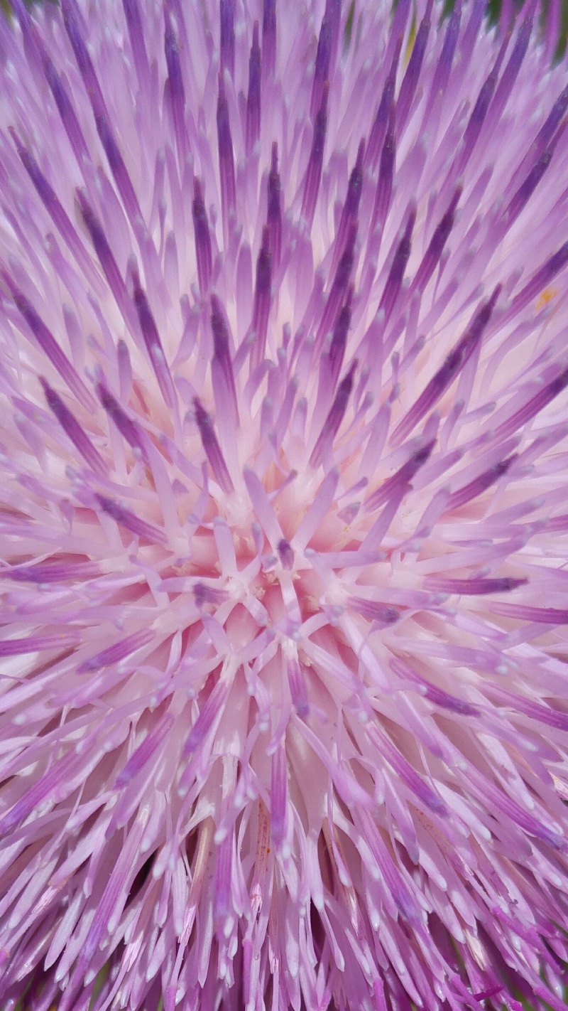 close-up, project, perfect, 1080P, plant, vector, backgrounds, purple, super, cover, fragility, web design, inflorescence, vulnerability, growth, full frame