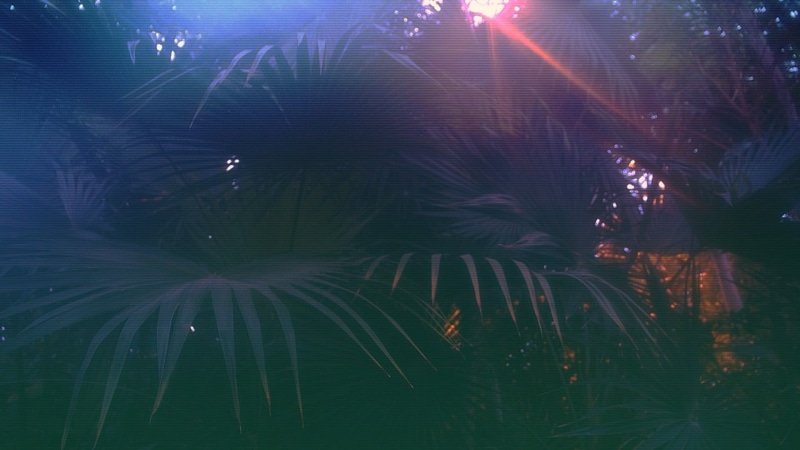 tree, multi Colored, water, lens flare, night, light - Natural Phenomenon, glitch art, firework Display, green color, firework - Man Made Object, 1080P