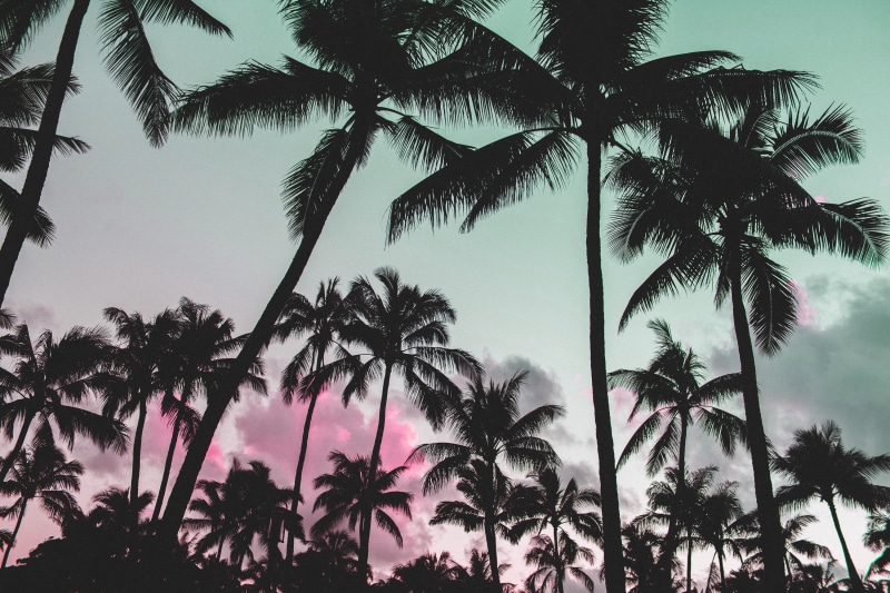 palm trees, 2K, vaporwave, nature, glitch art, silhouette, pink