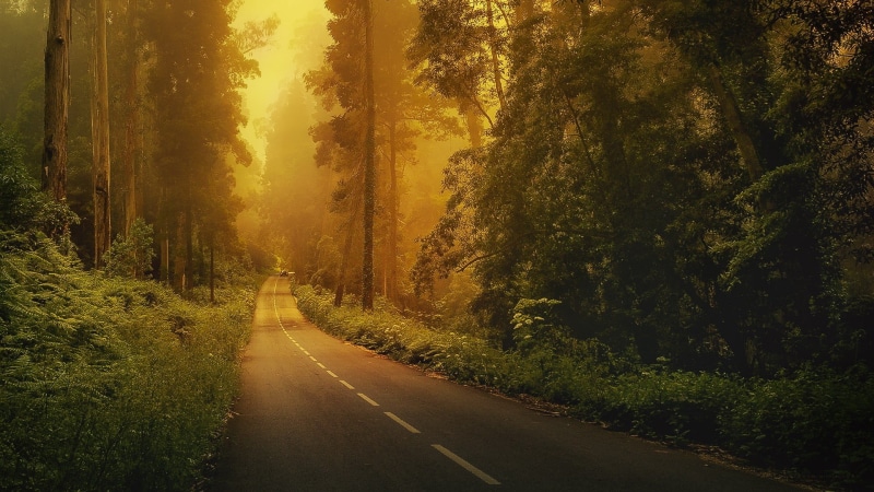 trees, road, concrete, gray, journey, sun, land, asphalt, marking, car, sunbeam, morning, season, green Color, symbol, mist, transportation, tranquil scene