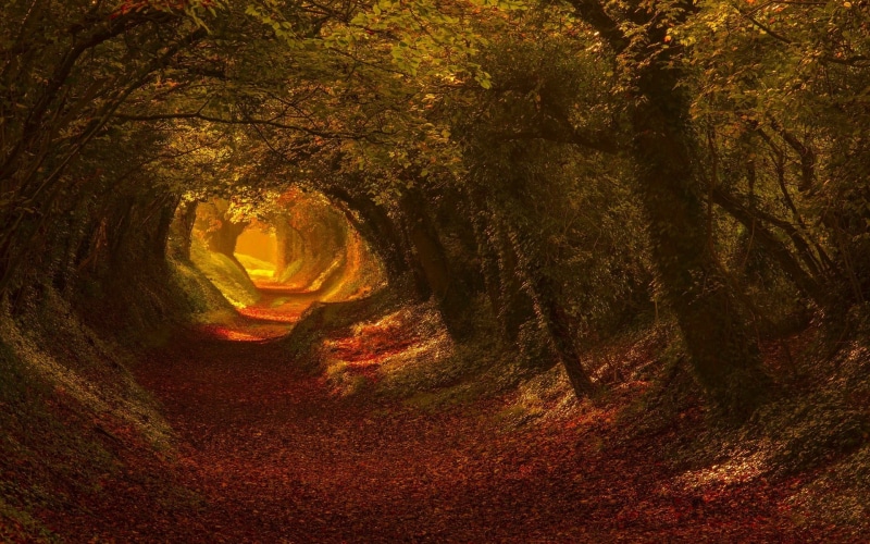no People, rock, road, leaves, tunnel, mystery, non-Urban Scene, green Color, landscape, leafed, green, woodland, nature, light - Natural Phenomenon, 1080P