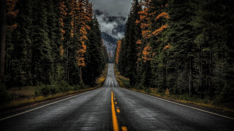 asphalt, woody plant, tree, forest, 1080P, nature, lane, wilderness, road, sky