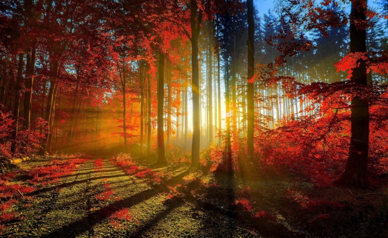tree trunk, Trees, Sunrays, Seasons, Forest, photography, no people, land, non-urban scene, Path, change, orange color, idyllic, sunlight, trunk, growth