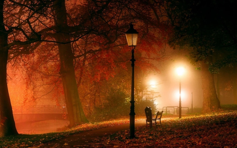 trees, night, morning, landscape, spooky, nature, alley, autumn, change, mist, plant, no People, footpath, gold Colored, steel, real people, leaf, october