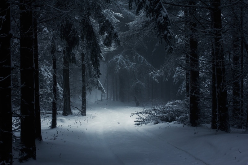 photography, trees, fairy tale, tree, winter, trunk, beauty in nature, night, growth, covered, tranquil scene, non-urban scene, nature, path, tranquility