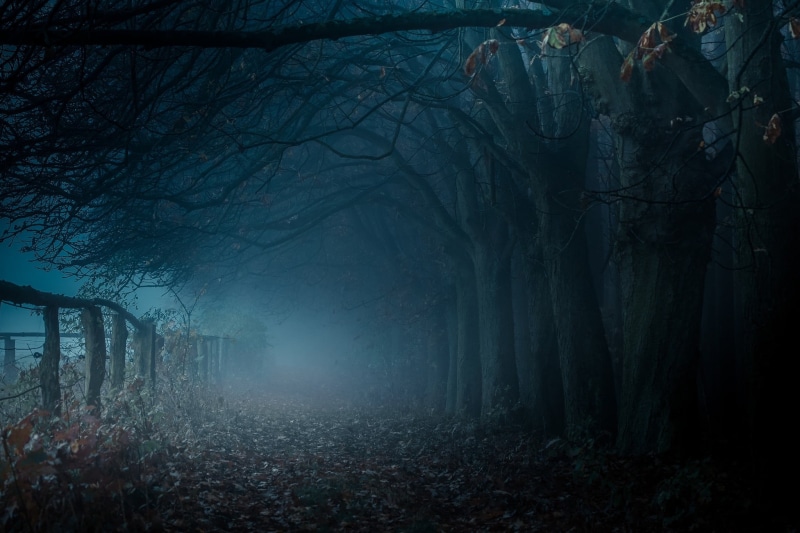 plant, brown, horror, fall, blue, scenics - nature, path, non-Urban Scene, mystery, woodland, change, leaves, nature, fairy Tale, tree trunk, leaf, 1080P