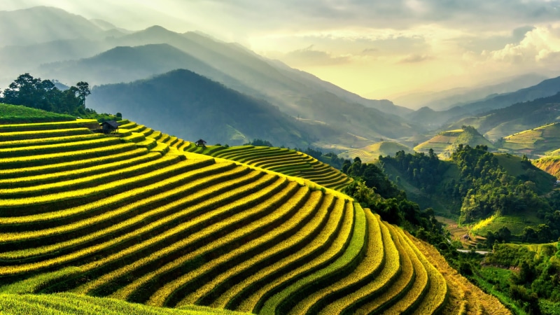 paddy field, atmosphere, morning, yen bai, hill, vietnam, sunlight, mu cang chai, landscape, mount scenery, asia, terrace, sky, rice fields, rice field