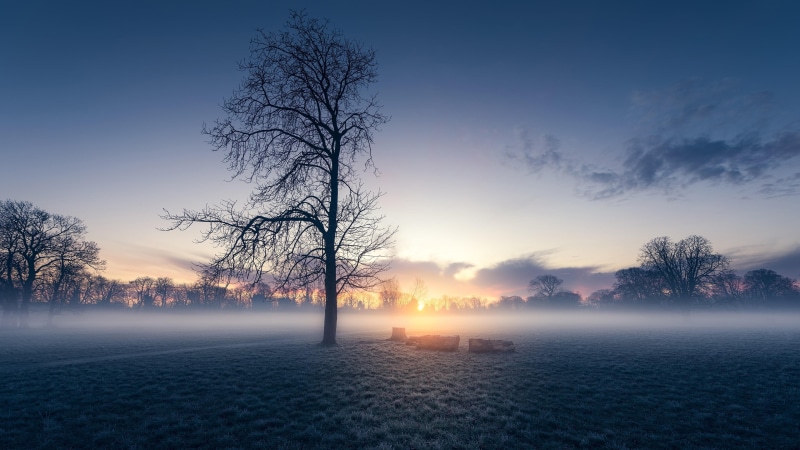 lonely tree, sunrise, atmosphere, mist, dawn, nature, 4K, sky, winter, tree, misty morning, field, horizon, lone tree