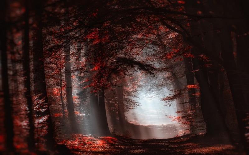 tree trunk, tree, forest, land, fall, non-urban scene, sunlight, tranquil scene, tranquility, painting, red, autumn, landscape, close-up, outdoors, shadow