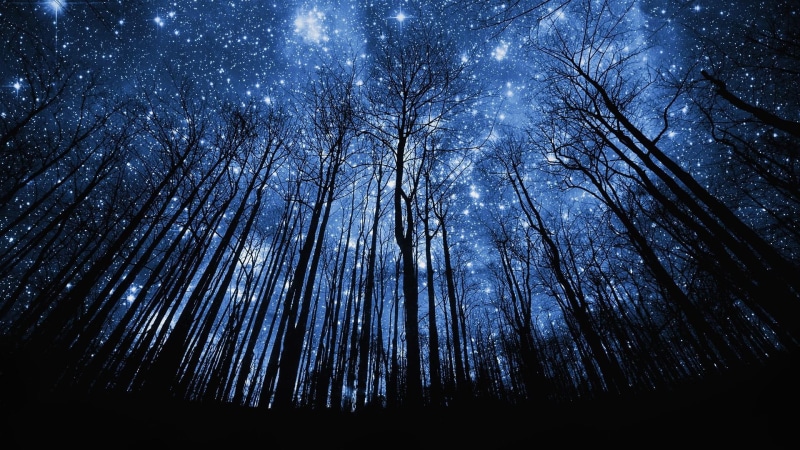 starry night, night, dark, starry, night sky, 1080P, stars, tree, forest, silhouette, trees