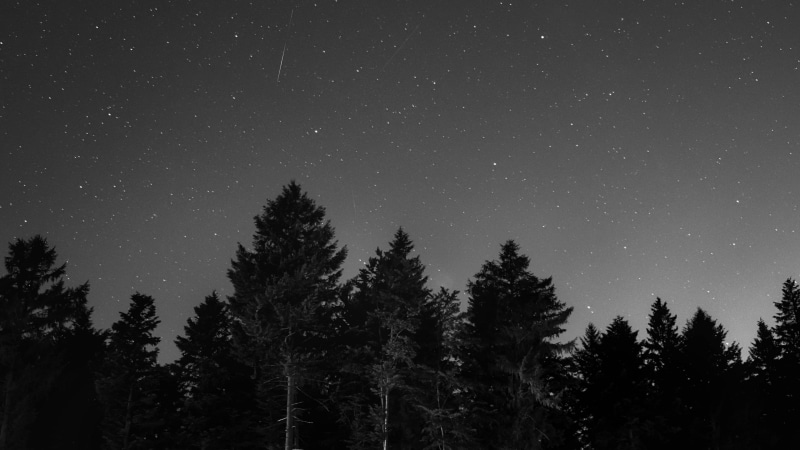 starry, dark, trees, monochrome, black and white, photography, night, 4K, sky, monochrome photography, forest, starry night
