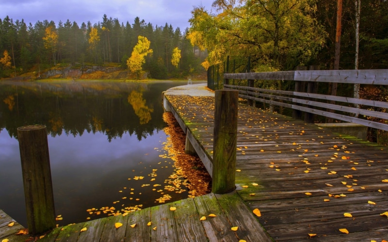 multi Colored, nature, dock, river, vibrant Color, leaf, lush Foliage, water, woodland, pond, beauty In Nature, body, growth, orange Color, brown, lake