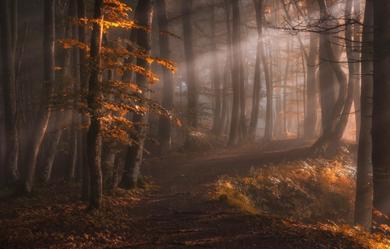 landscape, land, orange Color, woodland, green Color, leaves, light - Natural Phenomenon, fairy, october, footpath, rural Scene, backgrounds, non-Urban Scene