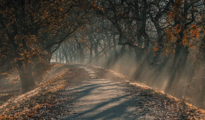trees, fog, beauty In Nature, lane, leaves, no People, scenics - nature, season, sun rays, autumn collection, scenics, landscape, red, gold Colored, non-Urban Scene