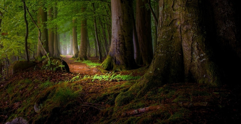 leaf, branch, fairy Tale, path, green Color, tranquility, park - Man Made Space, sunbeam, trail, growth, outdoors, day, sunlight, mist, forest, rainforest