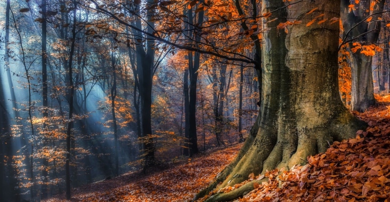 mystery, lush Foliage, streaming, Poland, leaves, plant, non-Urban Scene, red, tranquil Scene, october, no People, branch, land, beauty In Nature, woodland