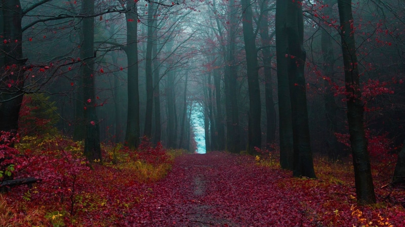 magic, trail, tree, sunbeam, tranquility, Germany, october, backgrounds, footpath, dirt road, park - Man Made Space, spooky, autumn collection, light - Natural Phenomenon