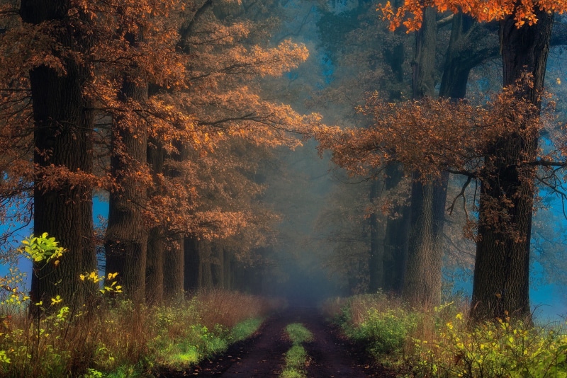 bright, autumn collection, vibrant Color, digital, tranquil Scene, tree, growth, october, no People, trees, branch, land, trunk, shrubs, day, road, tree trunk