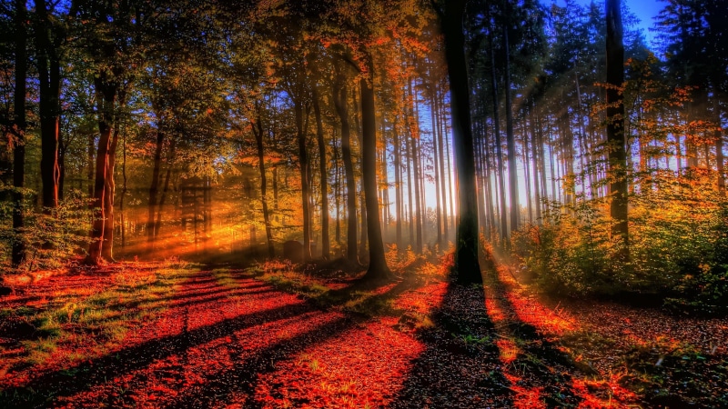 sunrise - Dawn, park - Man Made Space, idyllic, colors, nature, gold Colored, road, light - Natural Phenomenon, scenics, non-Urban Scene, environment, sunset