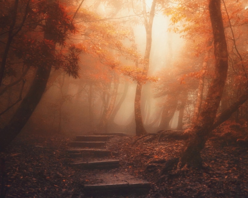 trees, lush Foliage, growth, fall, park - Man Made Space, woodland, tranquility, branch, red, daytime, path, outdoors, multi Colored, gold Colored, fog