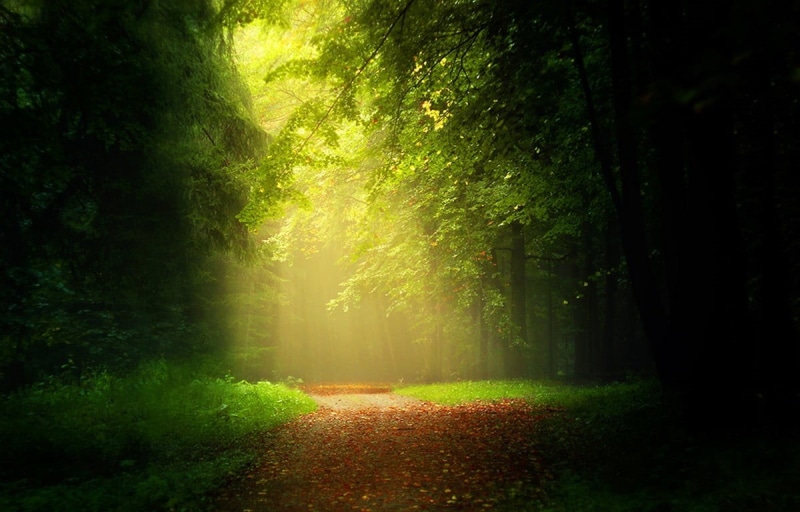 tranquility, landscape, forest, mist, path, non-urban scene, sun rays, grass, road, beauty in nature, trees, dirt road, foliage, leaves, woodland, growth