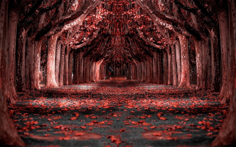 diminishing perspective, leafed, landscape, wood - Material, pattern, dark, no people, direction, forest, path, change, the way forward, building, footpath