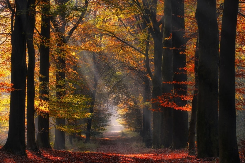 idyllic, autumn collection, woodland, beauty in nature, change, forest, the way forward, tranquil scene, photography, 720P, tree trunk, sun rays, landscape