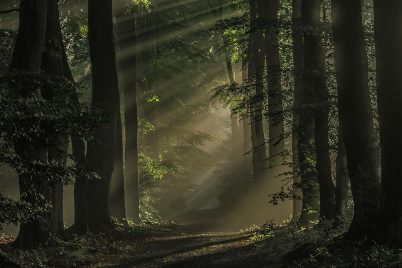 land, trees, non-urban scene, 720P, Netherlands, growth, plant, dark, sun rays, path, tree trunk, idyllic, day, tranquility, bamboo - plant, no people