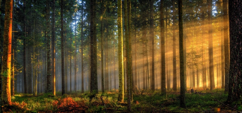 sunlight, Germany, brown, landscape, forest, wooden, sun rays, mist, grass, fence, 1080P, trees, morning, black, nature