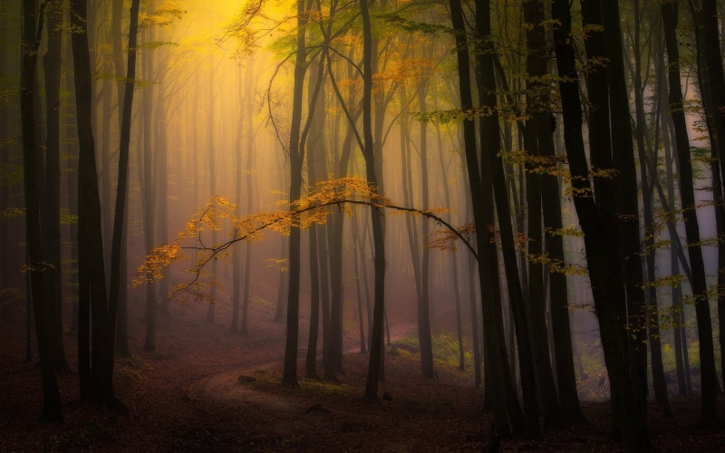 remote, sunlight, plant, yellow, leaves, trees, tranquil scene, tranquility, idyllic, land, scenics - nature, autumn, forest, nature, path, atmospheric