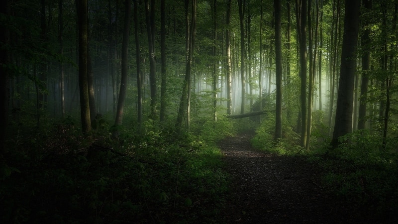 720P, tree trunk, growth, tranquility, tranquil scene, path, landscape, leafed, footpath, beauty in nature, green color, trunk, woodland, green, land