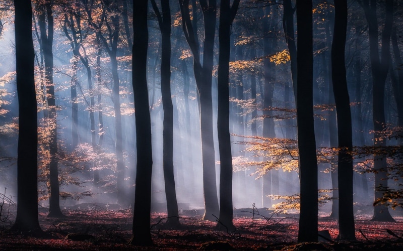 no people, beauty in nature, sun rays, leaves, growth, tree trunk, trunk, tree, change, mist, outdoors, plant, landscape, trees, sunlight, interior, 720P