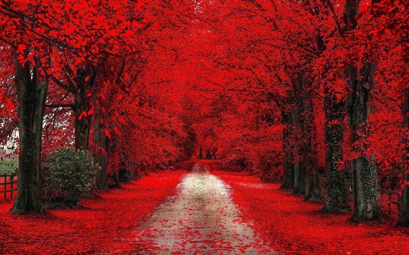 travel, multi Colored, blossom, autumn, alley, rural Scene, vibrant Color, street, trees, scenics, no People, path, the way forward, orange Color, forest