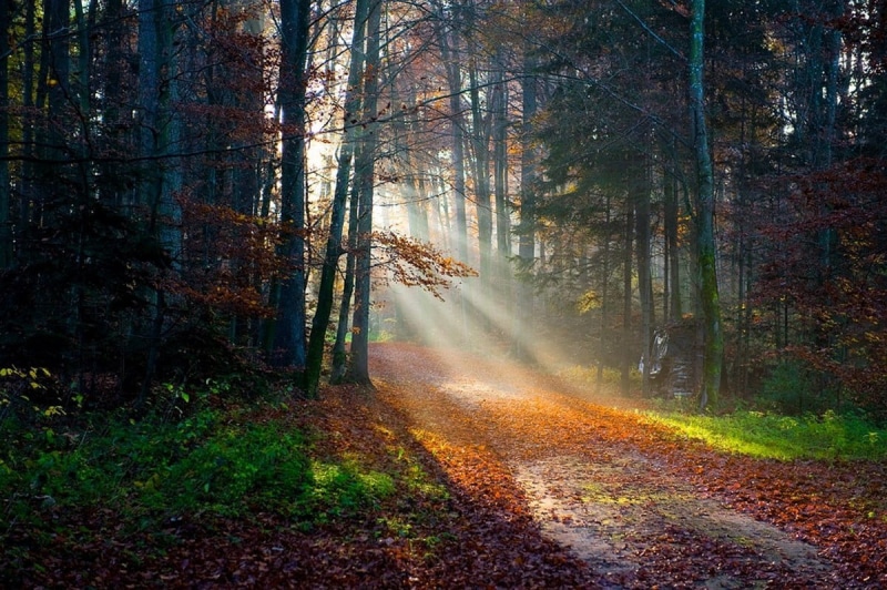 light - Natural Phenomenon, sunbeam, path, tree, streaming, leaf, land, single Lane Road, trees, 480P, tree Trunk, multi Colored, non-Urban Scene, the way forward