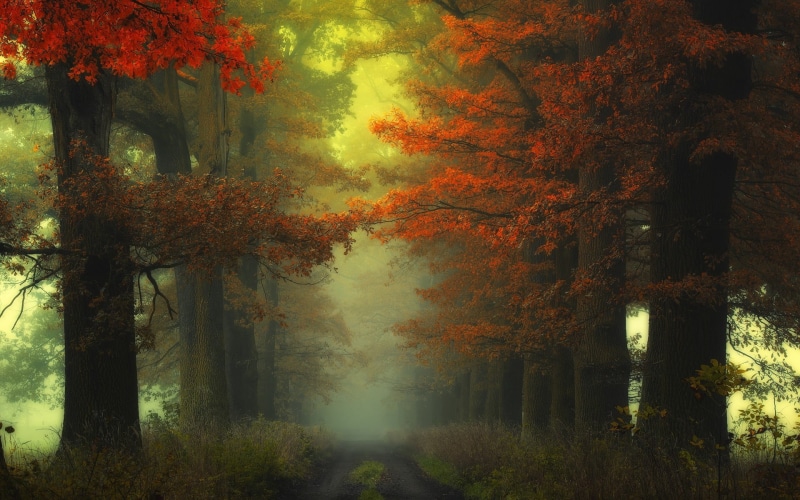 idyllic, no People, mist, tranquil Scene, backgrounds, sunset, painting, day, path, autumn, scenics, gold Colored, woodland, 1080P, orange Color, pathway